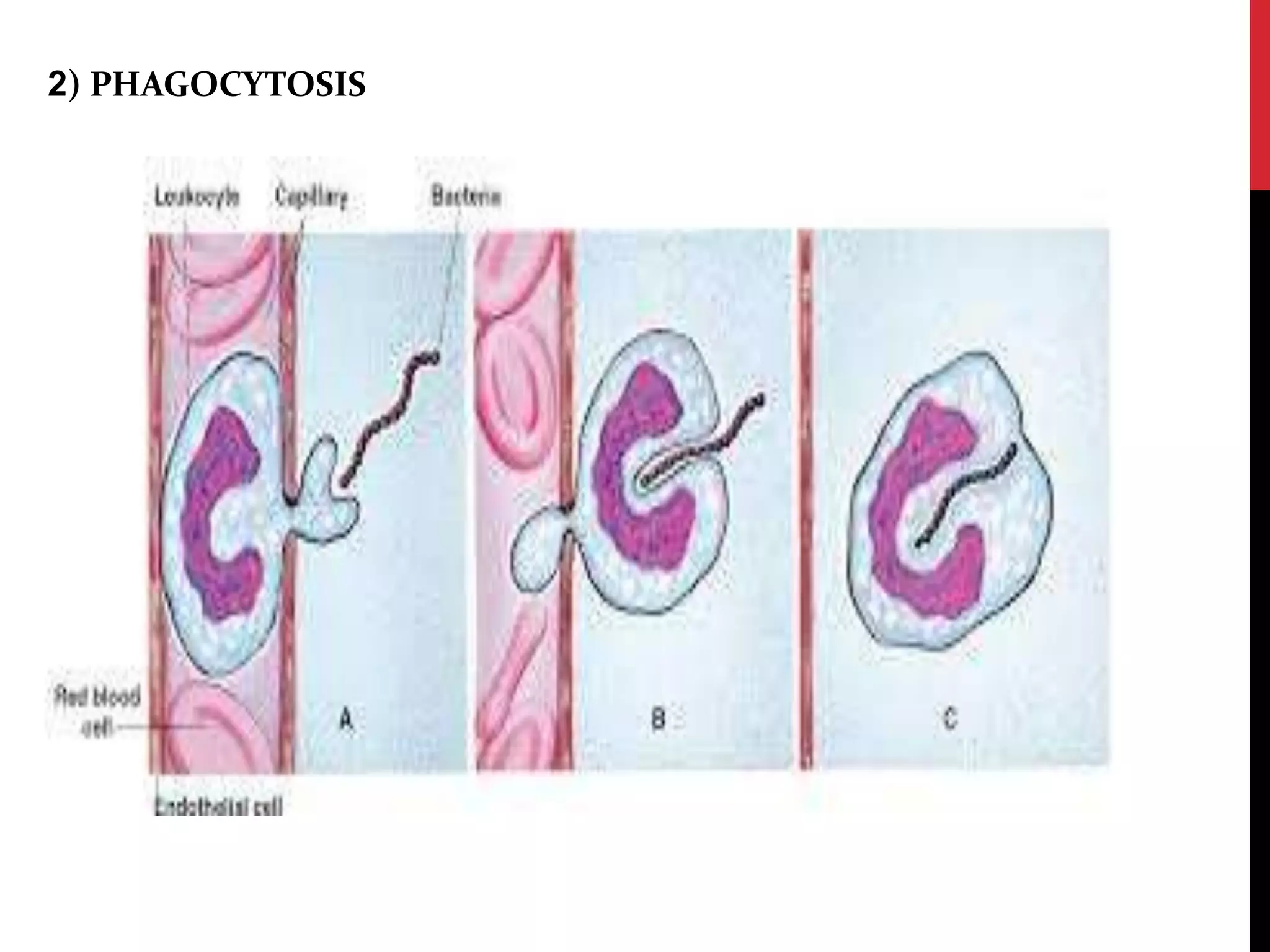 2) PHAGOCYTOSIS
 