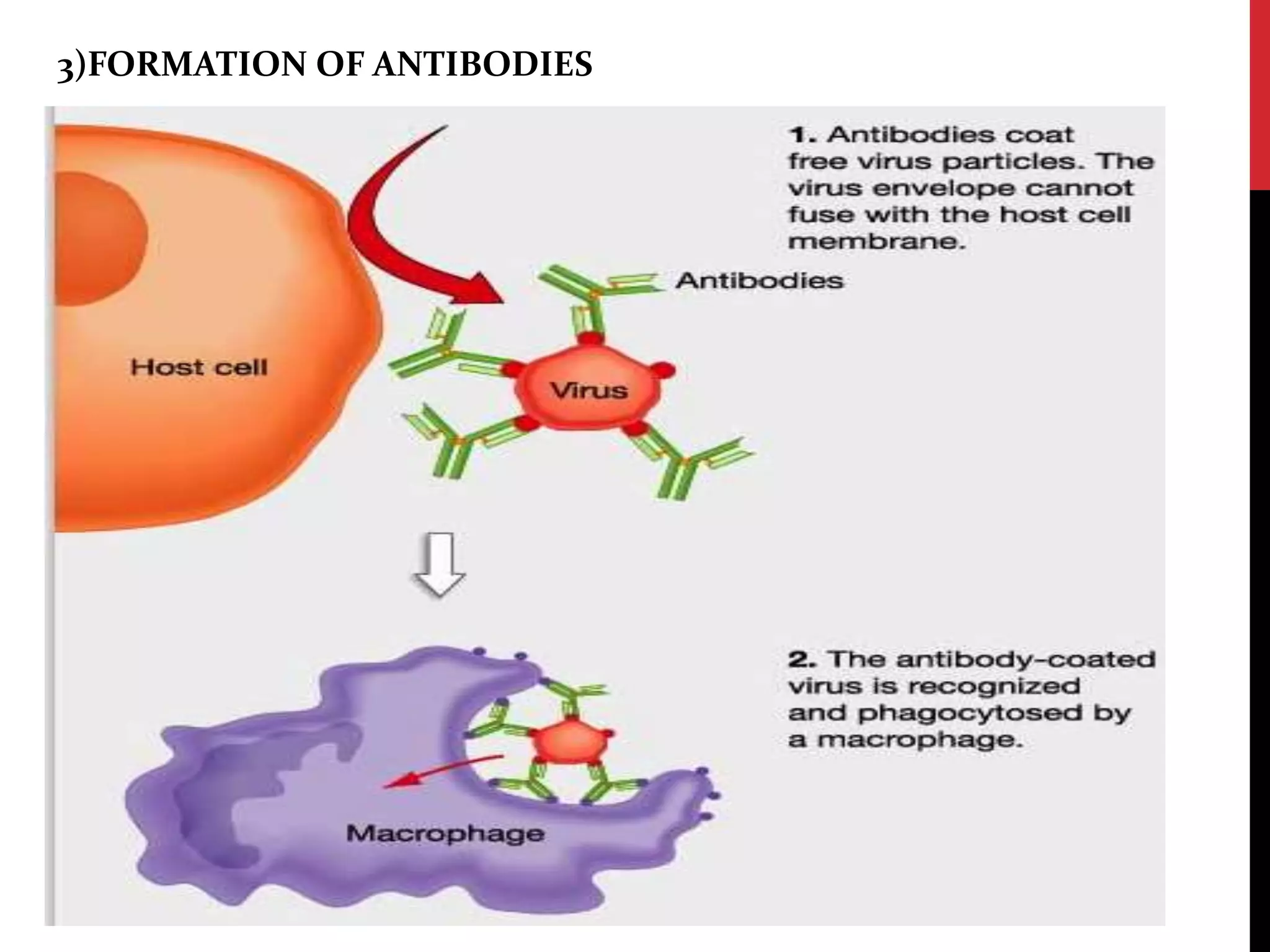 3)FORMATION OF ANTIBODIES
 