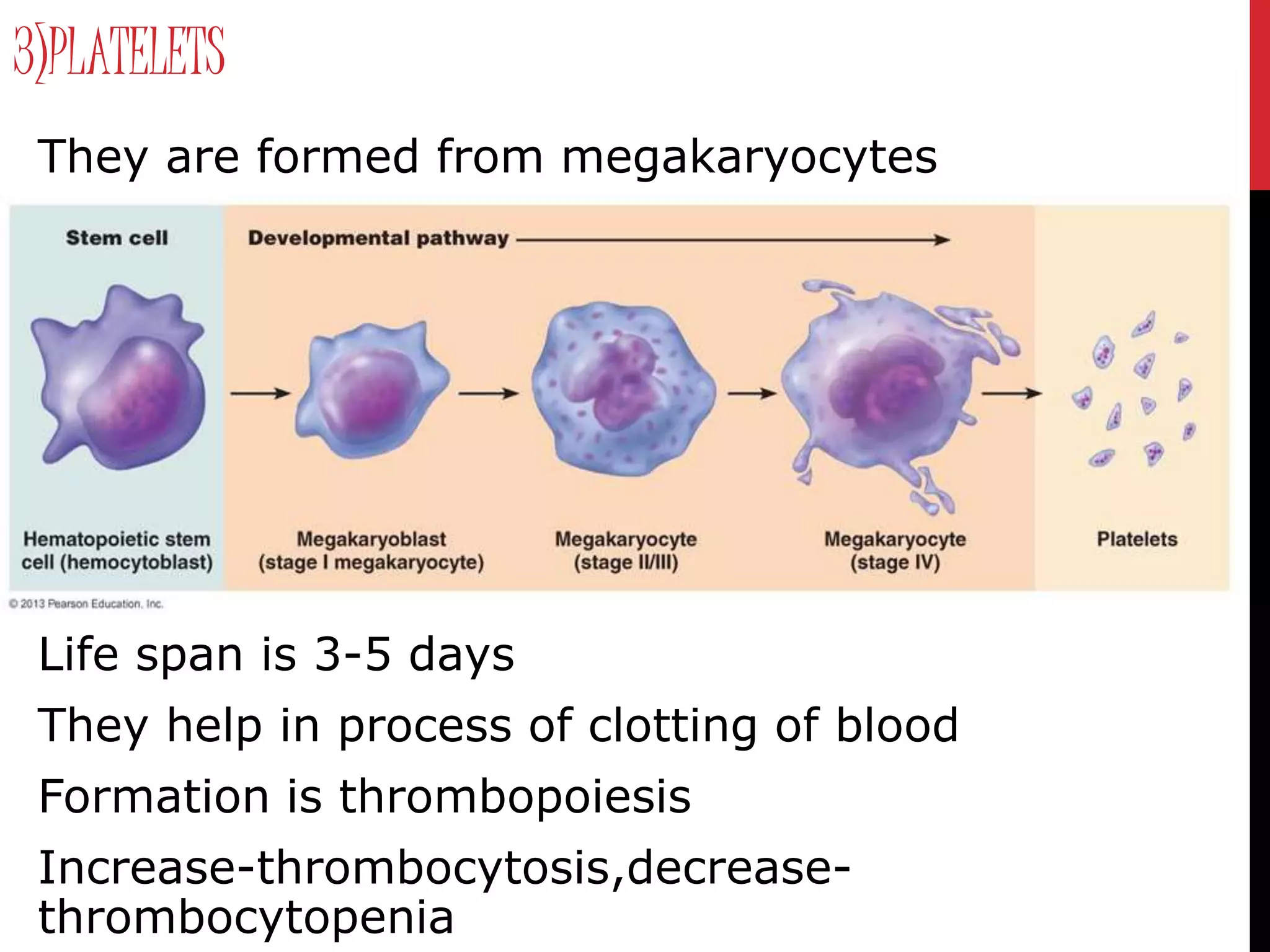 3)PLATELETS
They are formed from megakaryocytes
2 lac -4lac per cubic mm of blood in adults
Life span is 3-5 days
They help in process of clotting of blood
Formation is thrombopoiesis
Increase-thrombocytosis,decrease-
thrombocytopenia
 