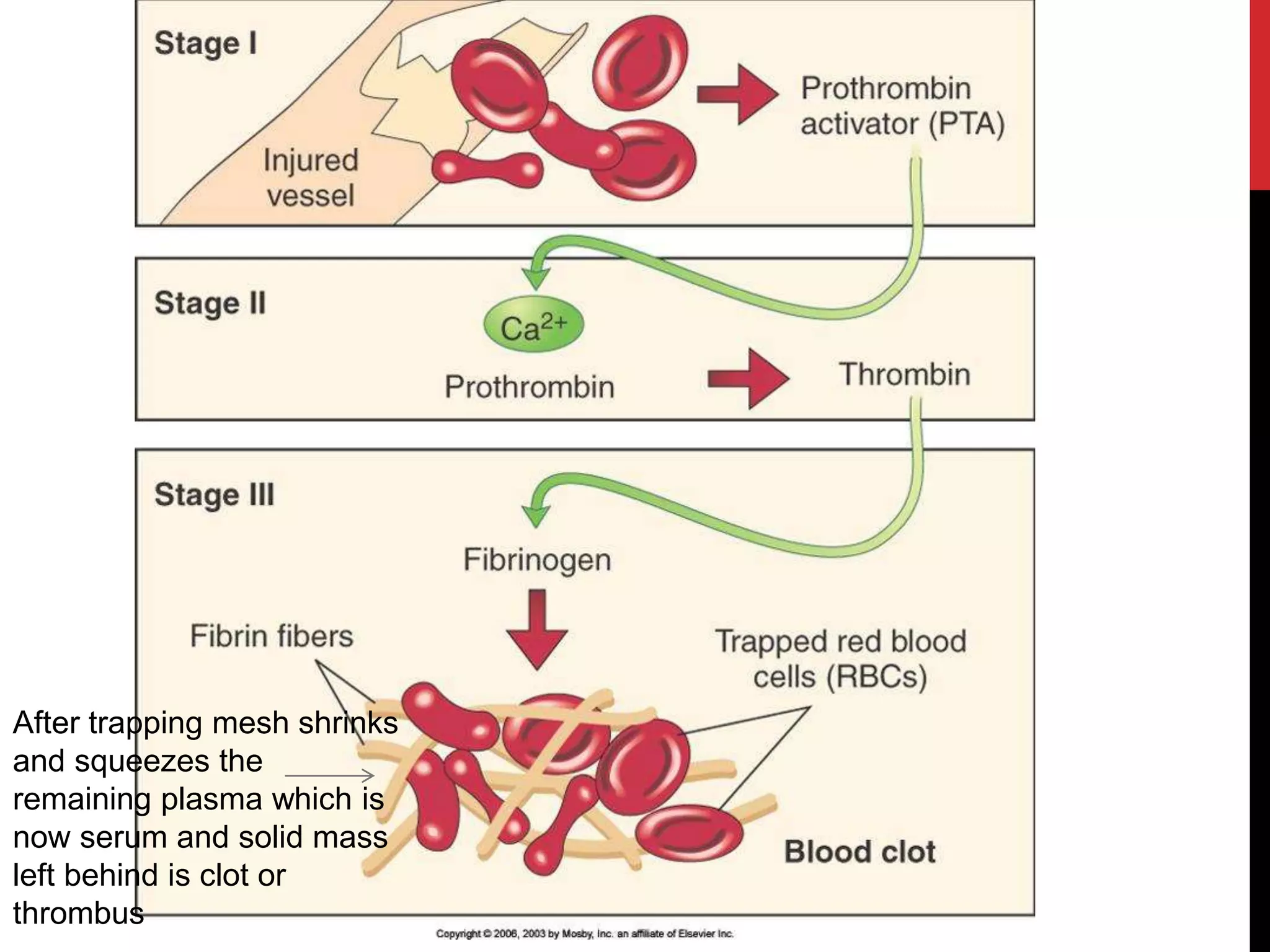 After trapping mesh shrinks
and squeezes the
remaining plasma which is
now serum and solid mass
left behind is clot or
thrombus
 