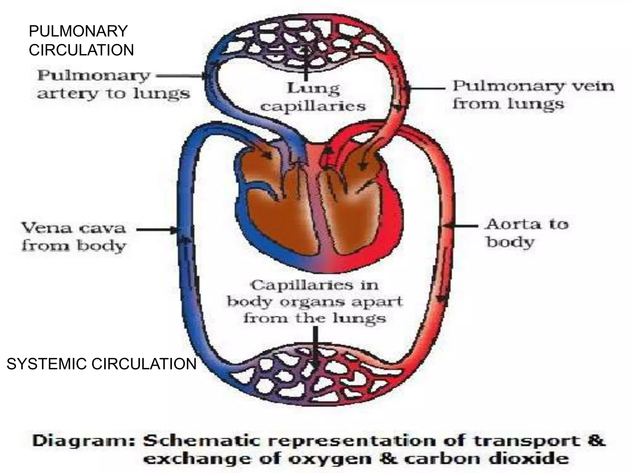 PULMONARY
CIRCULATION
SYSTEMIC CIRCULATION
 