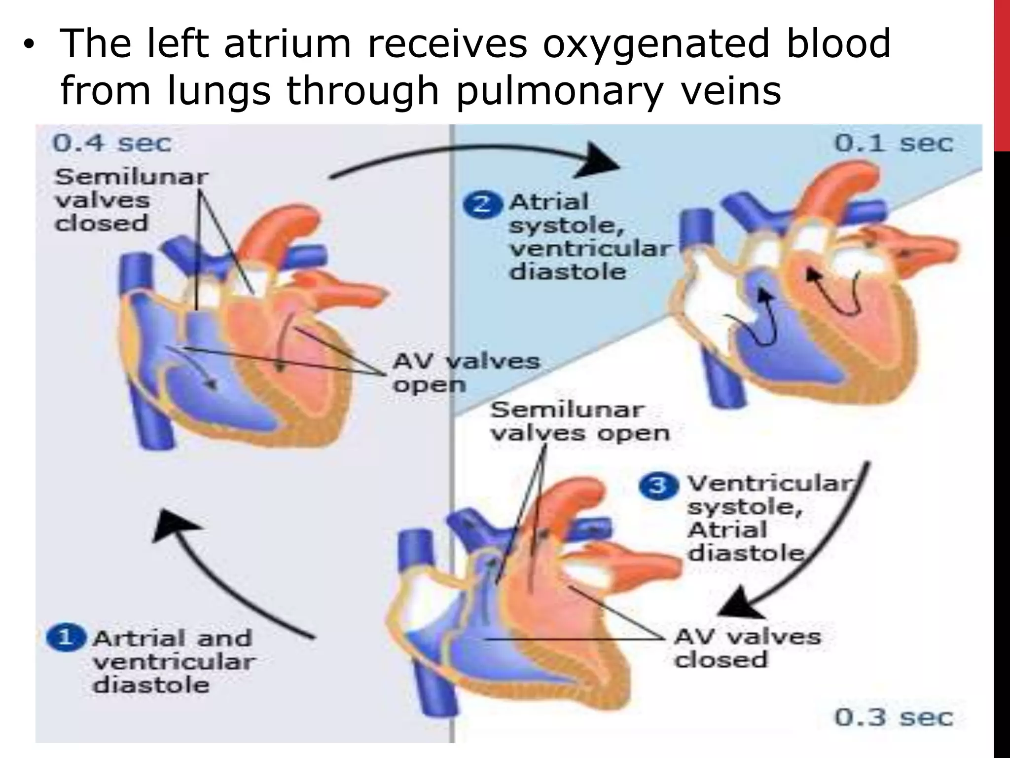 • The left atrium receives oxygenated blood
from lungs through pulmonary veins
 