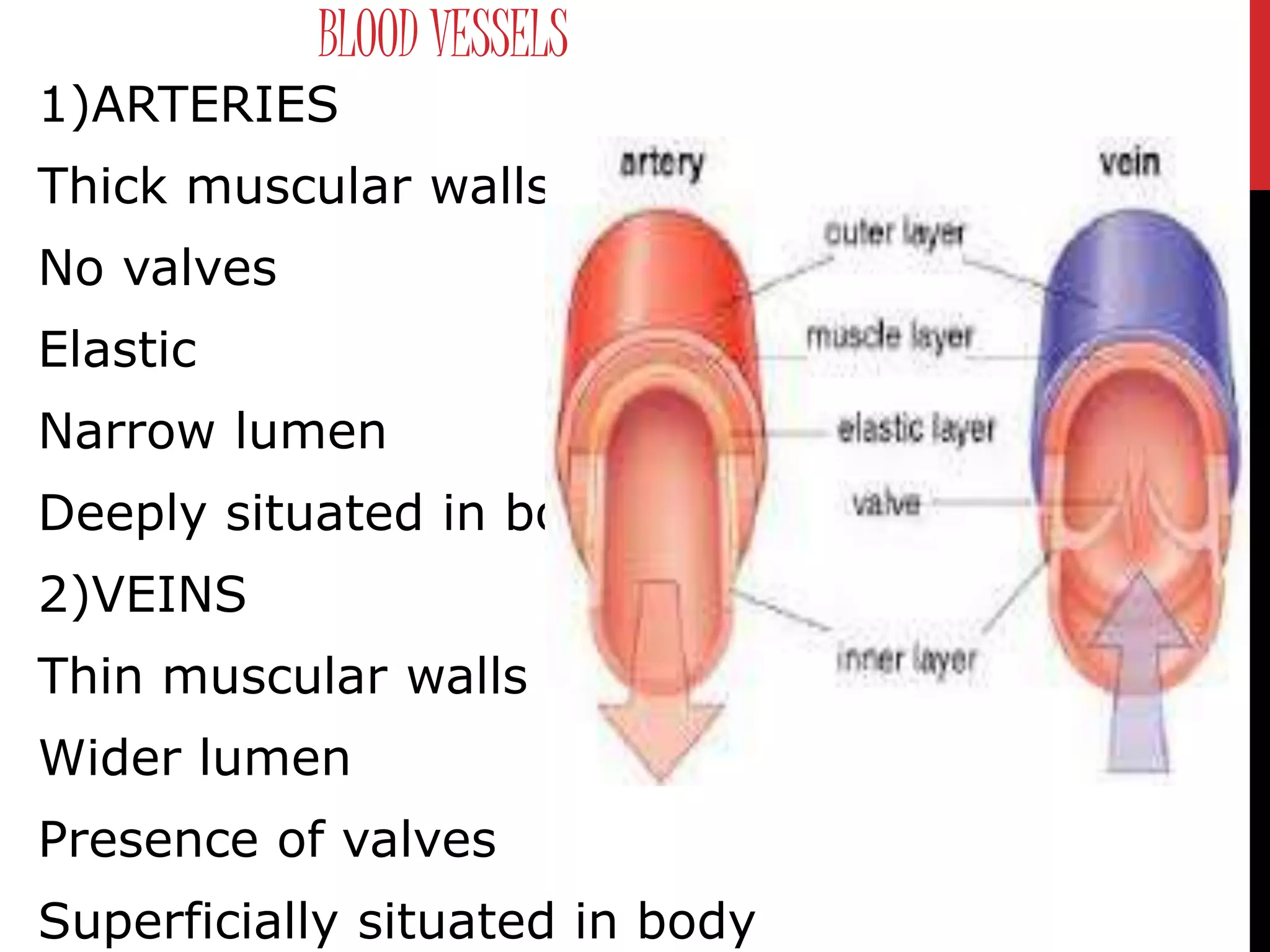 BLOOD VESSELS
1)ARTERIES
Thick muscular walls
No valves
Elastic
Narrow lumen
Deeply situated in body
2)VEINS
Thin muscular walls
Wider lumen
Presence of valves
Superficially situated in body
 
