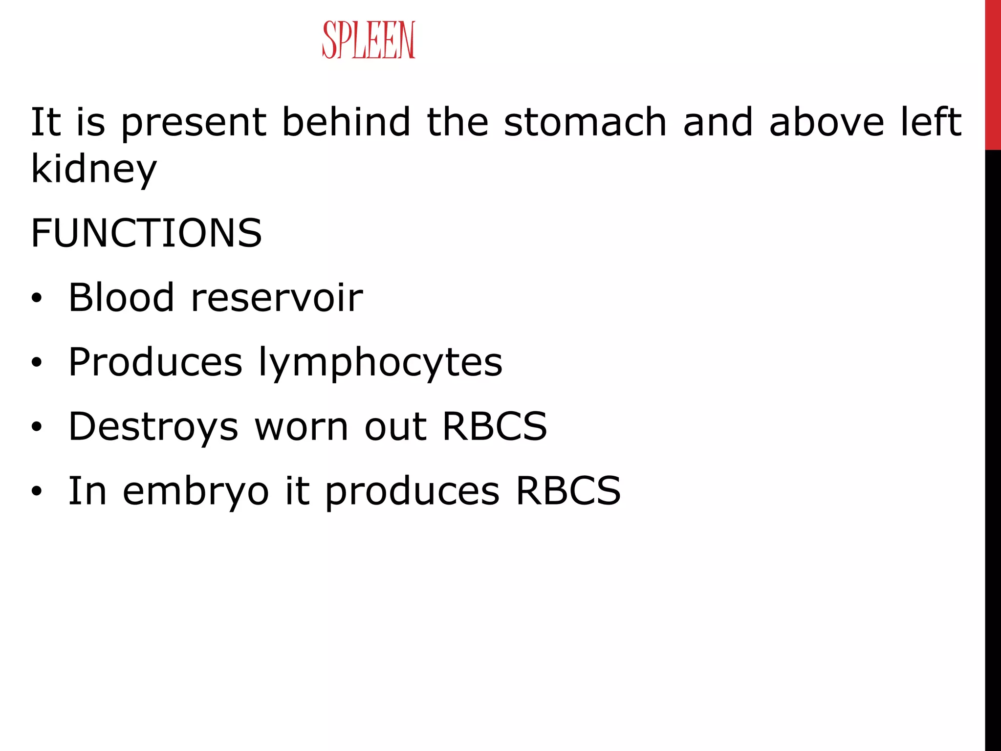 SPLEEN
It is present behind the stomach and above left
kidney
FUNCTIONS
• Blood reservoir
• Produces lymphocytes
• Destroys worn out RBCS
• In embryo it produces RBCS
 
