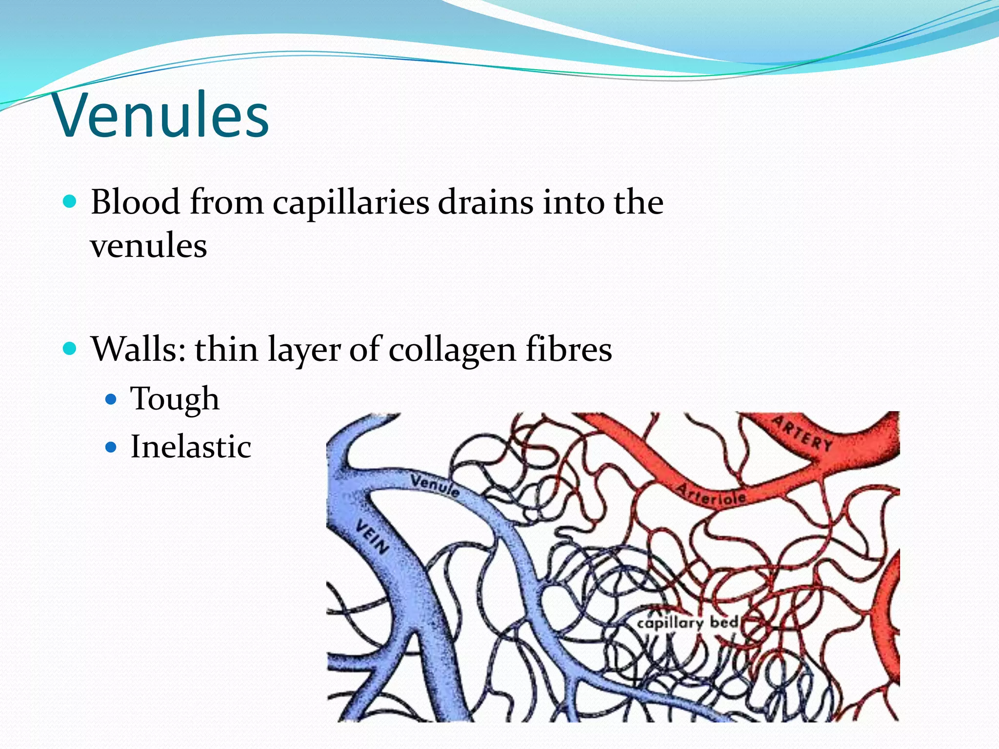 Circulatory system - Blood Vessels and Lymph fluid | PPTX