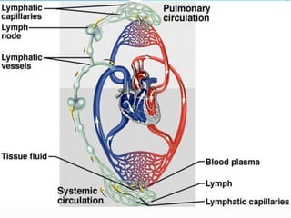 Circulatory system - Blood Vessels and Lymph fluid | PPTX