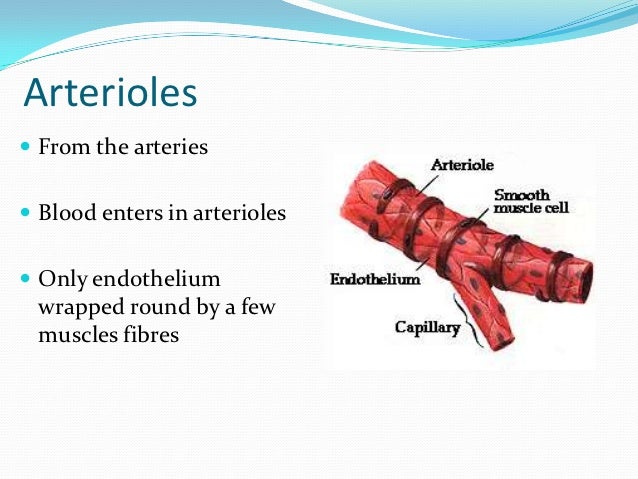 Circulatory System