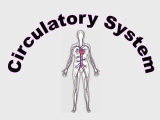 Circulatory System 