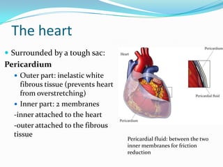 The heart
 Surrounded by a tough sac:
Pericardium
   Outer part: inelastic white
    fibrous tissue (prevents heart
    from overstretching)
   Inner part: 2 membranes
  -inner attached to the heart
  -outer attached to the fibrous
  tissue
                                     Pericardial fluid: between the two
                                     inner membranes for friction
                                     reduction
 