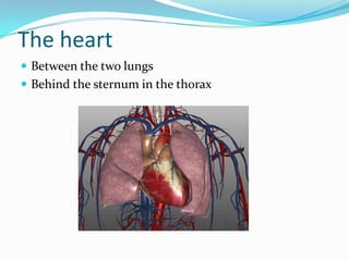 The heart
 Between the two lungs
 Behind the sternum in the thorax
 