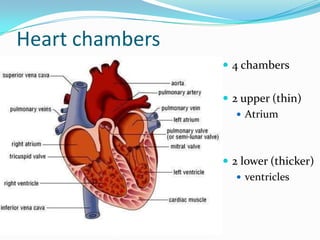 Heart chambers
                  4 chambers


                  2 upper (thin)
                     Atrium




                  2 lower (thicker)
                     ventricles
 