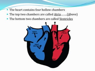  The heart contains four hollow chambers
 The top two chambers are called Atria……..(Above)
 The bottom two chambers are called Ventricles



                  RIGHT                    LEFT
                 ATRIUM                   ATRIUM




                                     LEFT
                    RIGHT
                                   VENTRICLE
                  VENTRICLE




                              MUSCLE
 