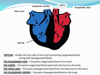 AORTA
                           PULMONARY ARTERY
                                                                 PULMONARY VEIN

          VENA CAVA




             SEPTUM




The function of the labelled parts:
SEPTUM – Divides the two sides of the heart preventing oxygenated blood
             mixing with deoxygenated blood.
THE PULMONARY VEIN – Transports oxygenated blood to the heart.
THE AORTA – Transports oxygenated blood away from the heart to the body.
THE VENA CAVA – Transports deoxygenated blood from the body back to the heart.
THE PULMONARY ARTERY – Transports deoxygenated blood to the lungs.
 