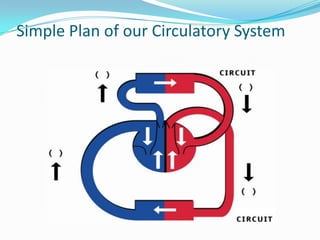 Simple Plan of our Circulatory System
 