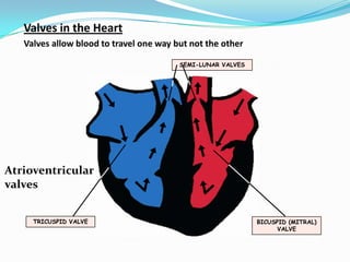 Valves in the Heart
   Valves allow blood to travel one way but not the other

                                         SEMI-LUNAR VALVES




Atrioventricular
valves


     TRICUSPID VALVE                                         BICUSPID (MITRAL)
                                                                   VALVE
 