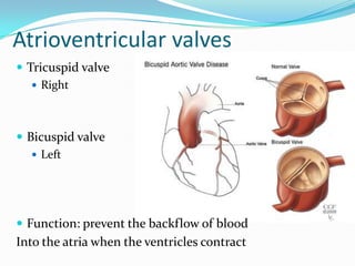Atrioventricular valves
 Tricuspid valve
    Right




 Bicuspid valve
    Left




 Function: prevent the backflow of blood
Into the atria when the ventricles contract
 