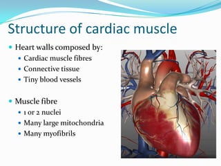Structure of cardiac muscle
 Heart walls composed by:
   Cardiac muscle fibres
   Connective tissue
   Tiny blood vessels


 Muscle fibre
   1 or 2 nuclei
   Many large mitochondria
   Many myofibrils
 