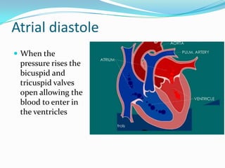 Atrial diastole
 When the
 pressure rises the
 bicuspid and
 tricuspid valves
 open allowing the
 blood to enter in
 the ventricles
 