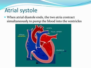 Atrial systole
 When atrial diastole ends, the two atria contract
 simultaneously to pump the blood into the ventricles
 