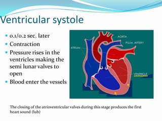 Ventricular systole
  0.1/0.2 sec. later
  Contraction
  Pressure rises in the
   ventricles making the
   semi lunar valves to
   open
  Blood enter the vessels



   The closing of the atrioventricular valves during this stage produces the first
   heart sound (lub)
 