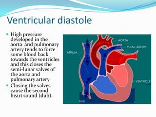 Ventricular diastole
 High pressure
  developed in the
  aorta and pulmonary
  artery tends to force
  some blood back
  towards the ventricles
  and this closes the
  semi-lunar valves of
  the aorta and
  pulmonary artery
 Closing the valves
  cause the second
  heart sound (dub).
 
