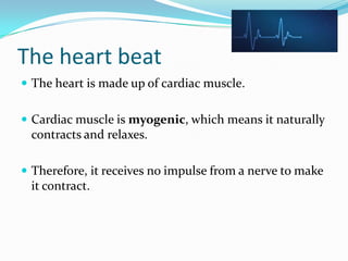 The heart beat
 The heart is made up of cardiac muscle.


 Cardiac muscle is myogenic, which means it naturally
 contracts and relaxes.

 Therefore, it receives no impulse from a nerve to make
 it contract.
 