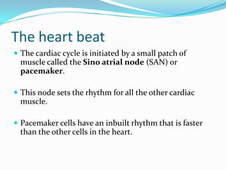 The heart beat
 The cardiac cycle is initiated by a small patch of
  muscle called the Sino atrial node (SAN) or
  pacemaker.

 This node sets the rhythm for all the other cardiac
  muscle.

 Pacemaker cells have an inbuilt rhythm that is faster
  than the other cells in the heart.
 