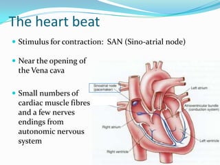 The heart beat
 Stimulus for contraction: SAN (Sino-atrial node)

 Near the opening of
 the Vena cava

 Small numbers of
 cardiac muscle fibres
 and a few nerves
 endings from
 autonomic nervous
 system
 