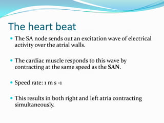 The heart beat
 The SA node sends out an excitation wave of electrical
  activity over the atrial walls.

 The cardiac muscle responds to this wave by
  contracting at the same speed as the SAN.

 Speed rate: 1 m s -1

 This results in both right and left atria contracting
  simultaneously.
 