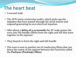 The heart beat
 A second node

 The AVN (atrio-ventricular node), which picks ups the
  impulses that have passed through the atrial muscle and
  respond generating its own electrical impulses

 After about a delay of 0.15 seconds the AV node passes the
  wave into His bundle (fibres from the right and left that meet
  together in the septum)

 They branch to form the right and left bundle

 The wave is sent to another set of conducting fibres that run
  down the centre of the septum between the ventricles called
  the Purkyne (Purkinje) fibres
 
