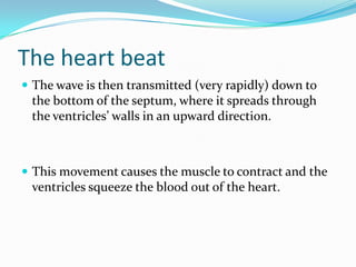 The heart beat
 The wave is then transmitted (very rapidly) down to
 the bottom of the septum, where it spreads through
 the ventricles’ walls in an upward direction.



 This movement causes the muscle to contract and the
 ventricles squeeze the blood out of the heart.
 