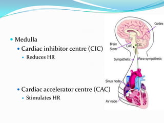  Medulla
   Cardiac inhibitor centre (CIC)
     Reduces HR




   Cardiac accelerator centre (CAC)
      Stimulates HR
 