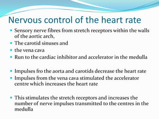 Nervous control of the heart rate
 Sensory nerve fibres from stretch receptors within the walls
  of the aortic arch,
 The carotid sinuses and
 the vena cava
 Run to the cardiac inhibitor and accelerator in the medulla

 Impulses fro the aorta and carotids decrease the heart rate
 Impulses from the vena cava stimulated the accelerator
  centre which increases the heart rate

 This stimulates the stretch receptors and increases the
  number of nerve impulses transmitted to the centres in the
  medulla
 