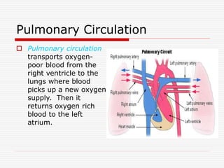 Pulmonary Circulation
 Pulmonary circulation
transports oxygen-
poor blood from the
right ventricle to the
lungs where blood
picks up a new oxygen
supply. Then it
returns oxygen rich
blood to the left
atrium.
 
