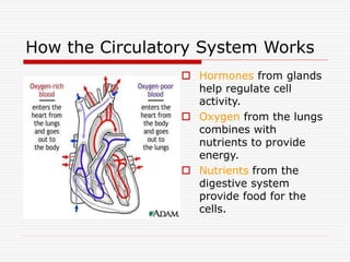 How the Circulatory System Works
 Hormones from glands
help regulate cell
activity.
 Oxygen from the lungs
combines with
nutrients to provide
energy.
 Nutrients from the
digestive system
provide food for the
cells.
 
