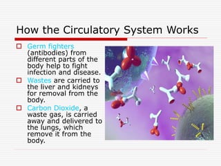 How the Circulatory System Works
 Germ fighters
(antibodies) from
different parts of the
body help to fight
infection and disease.
 Wastes are carried to
the liver and kidneys
for removal from the
body.
 Carbon Dioxide, a
waste gas, is carried
away and delivered to
the lungs, which
remove it from the
body.
 