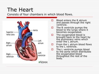 The Heart
Consists of four chambers in which blood flows.
 Blood enters the R atrium
and passes through the right
ventricle.
 The R ventricle pumps the
blood to the lungs where it
becomes oxygenated.
 The oxygenated blood is
brought back to the heart by
the pulmonary veins which
enter the L atrium.
 From the L atrium blood flows
to the L ventricle.
 The L ventricle pumps blood
to the aorta which distributes
the oxygenated blood
throughout the rest of the
body.
 