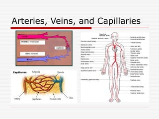 Arteries, Veins, and Capillaries
 