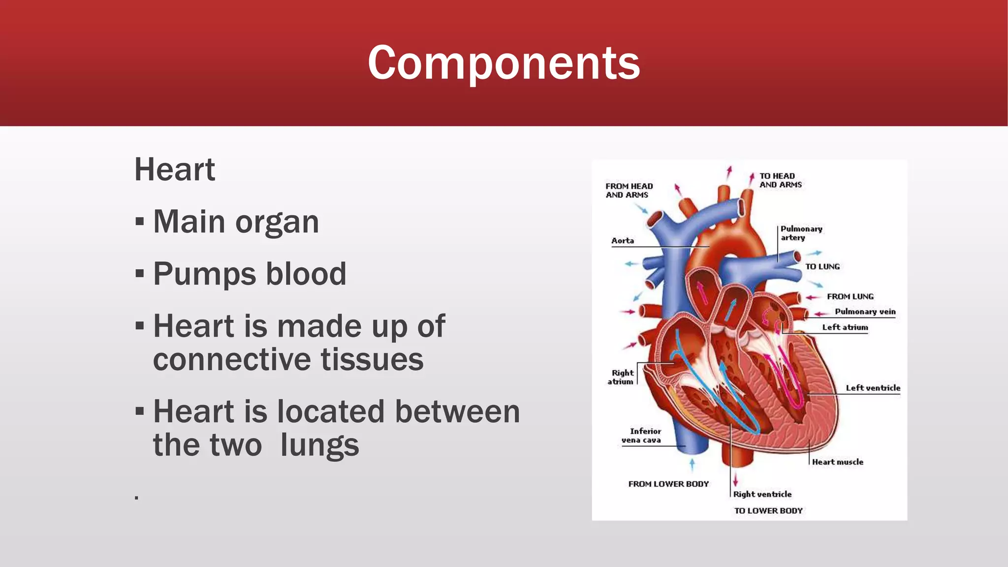 Circulatory System And Its Types Biology o Level PPT circulatory-system-and-its-types-biology-o-level-ppt