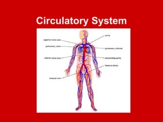 Circulatory_Systemand_Respiratory_System.ppt