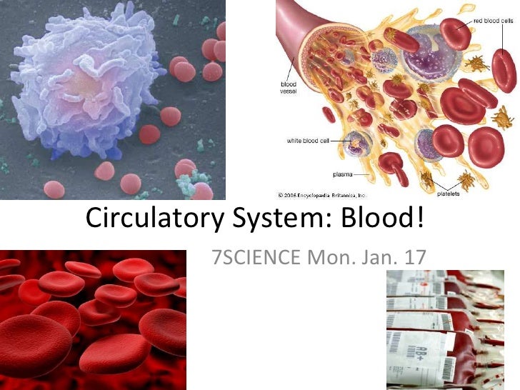 Circulatory system blood