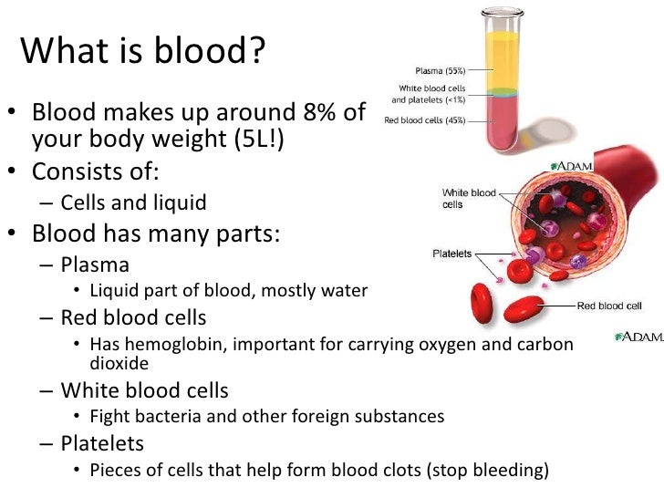 Circulatory system blood