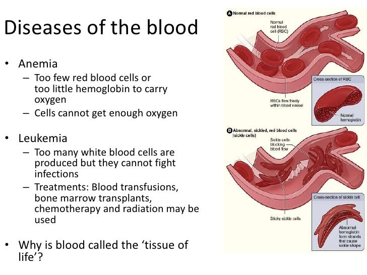 Circulatory system blood