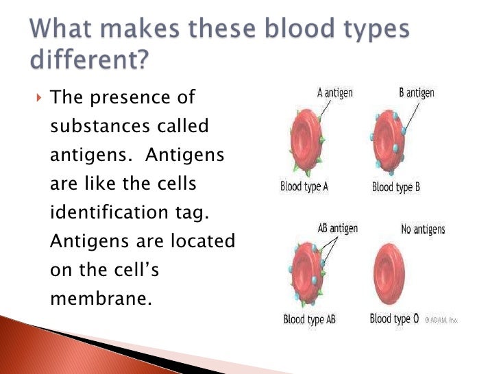 Circulatory System (Blood Types)