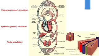 Circulatory System by Dr. Rabia Inam Gandapore.pptx