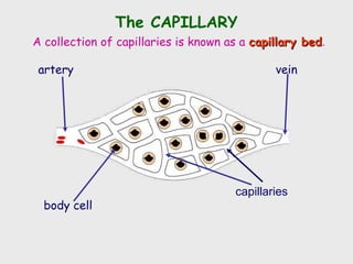 artery vein
capillaries
body cell
The CAPILLARY
A collection of capillaries is known as a capillary bedcapillary bed.
 