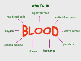 what’s in
red blood cells white blood cells
platelets
plasma
carbon dioxide
digested food
waste (urea)
hormones
oxygen
 