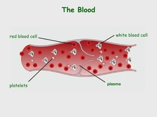 The Blood
plasma
red blood cell white blood cell
platelets
 