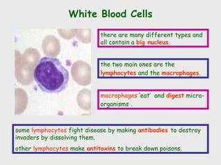 White Blood Cells
there are many different types and
all contain a big nucleus.
the two main ones are the
lymphocytes and the macrophages.
some lymphocytes fight disease by making antibodies to destroy
invaders by dissolving them.
other lymphocytes make antitoxins to break down poisons.
macrophages ‘eat’ and digest micro-
organisms .
 