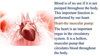 Blood is of no use if it is not
pumped throughout the body.
This important function is
performed by our heart.
Heart-the muscular pump:
The heart is an important
organ in the circulatory
system. It is a hollow,
muscular pump that
circulates blood throughout
the body.
 